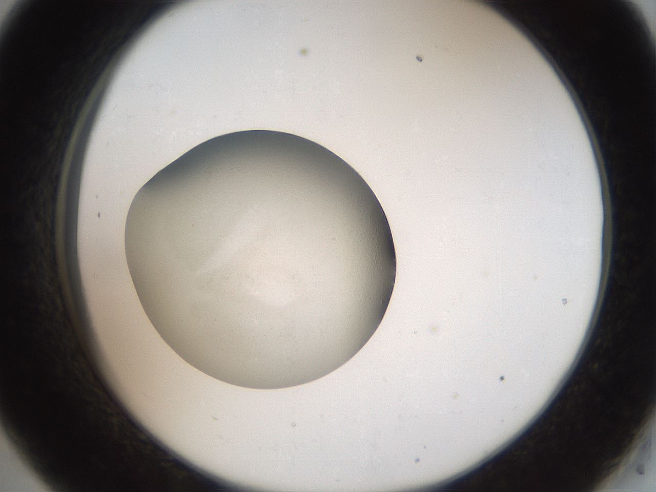 folderID765_plateID1765_batchID7536_wellNum33_profileID1_d2_r117505_ef.jpg