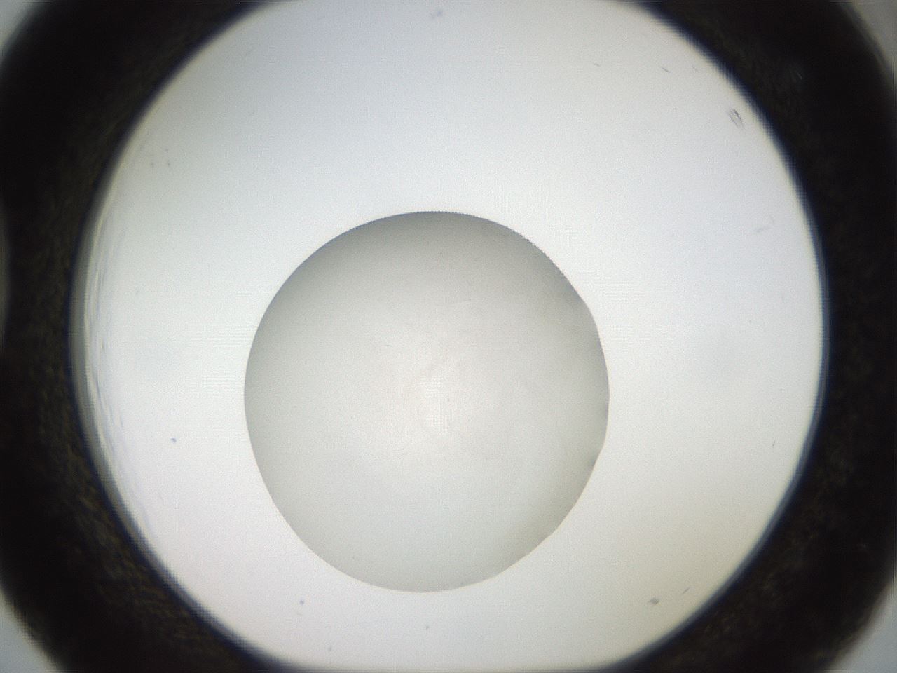 folderID770_plateID1770_batchID7556_wellNum39_profileID1_d1_r118476_ef.jpg