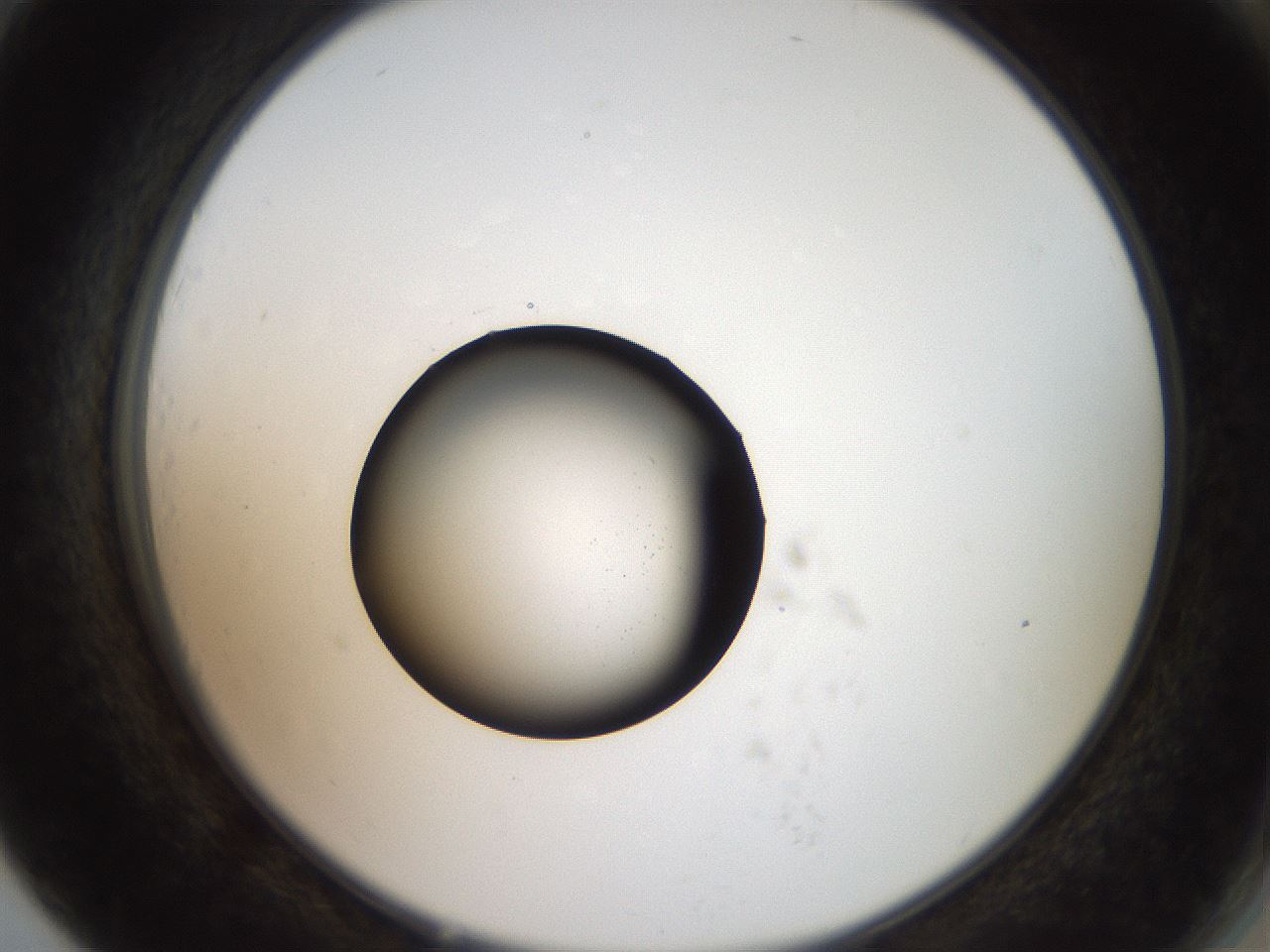 folderID770_plateID1770_batchID7556_wellNum79_profileID1_d2_r118557_ef.jpg