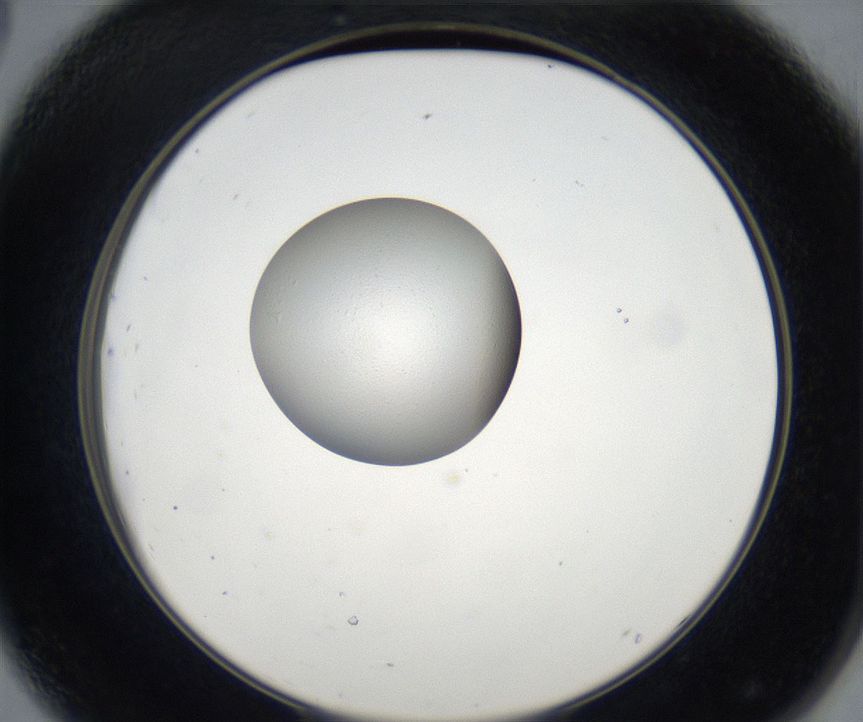 folderID77_plateID2077_batchID9510_wellNum44_profileID1_d2_r143989_ef.jpg