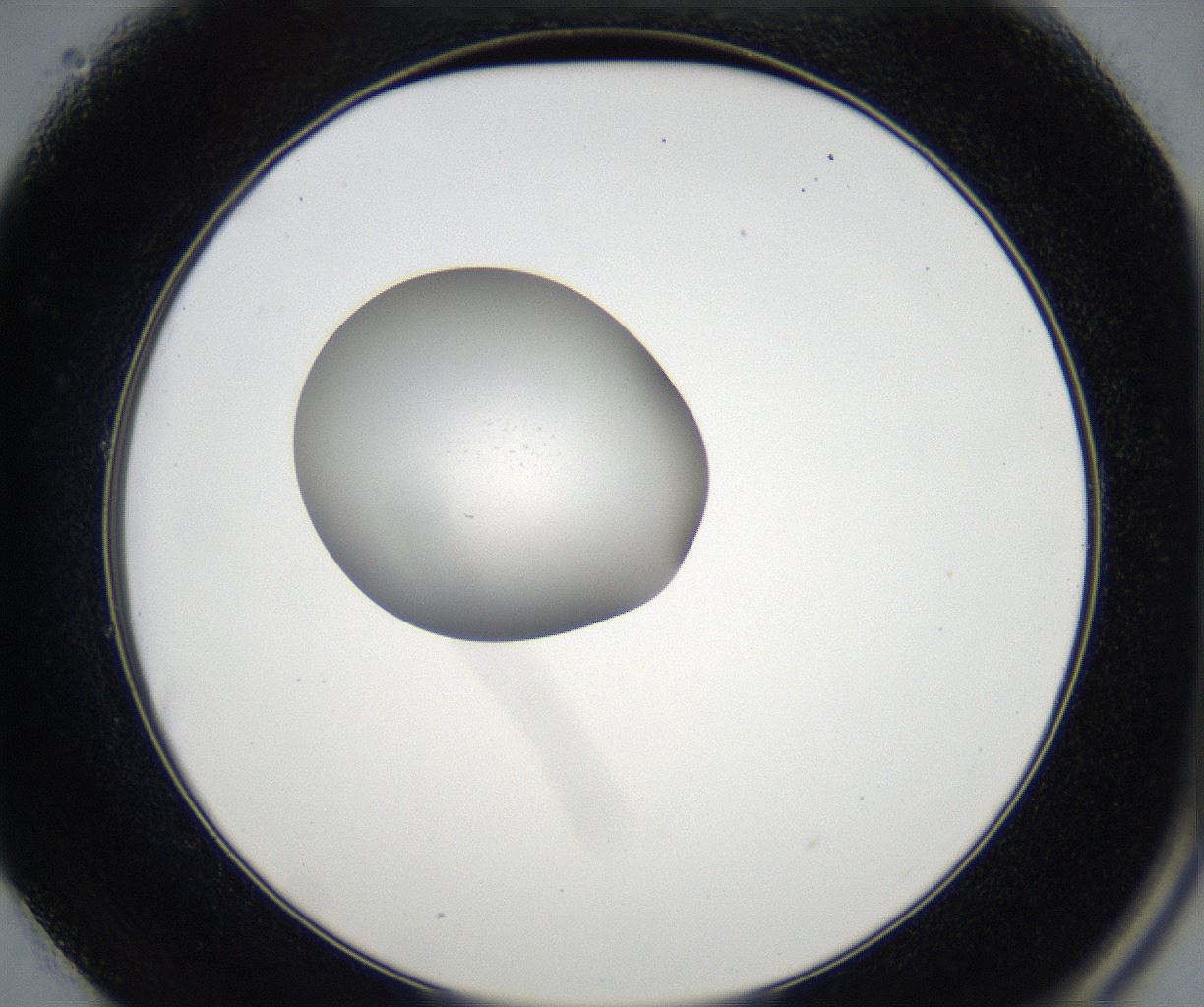 folderID77_plateID2077_batchID9510_wellNum49_profileID1_d2_r143979_ef.jpg