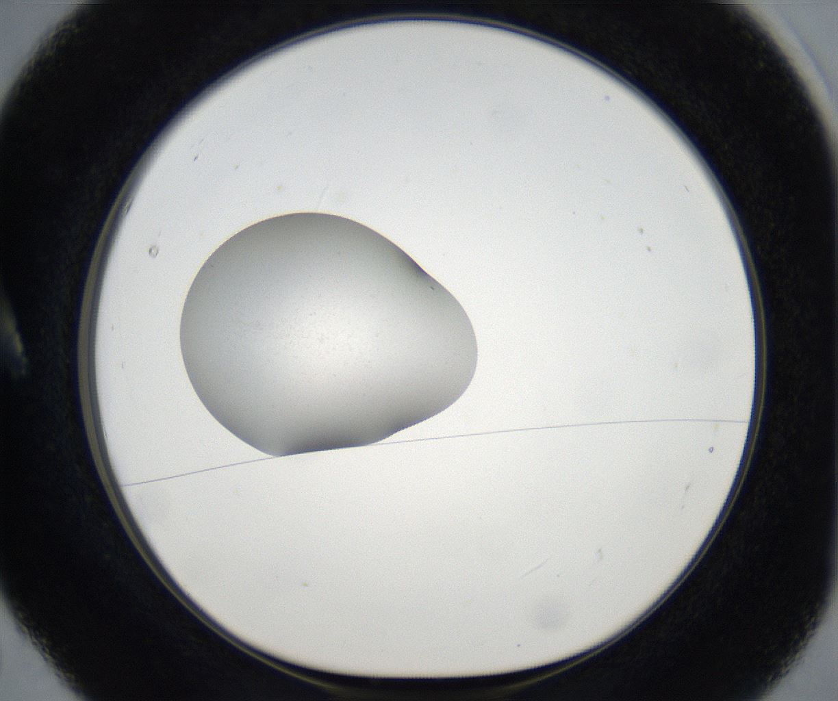 folderID77_plateID2077_batchID9510_wellNum5_profileID1_d1_r143862_ef.jpg