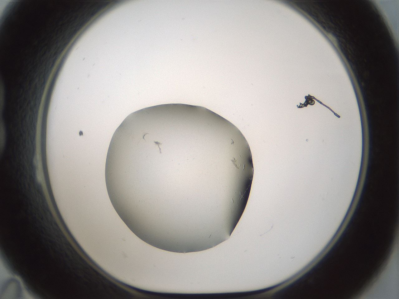 folderID788_plateID2788_batchID14920_wellNum23_profileID1_d1_r229556_ef.jpg