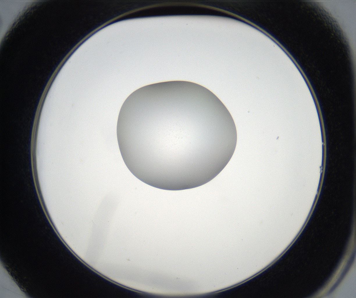 folderID77_plateID2077_batchID9510_wellNum14_profileID1_d2_r143881_ef.jpg