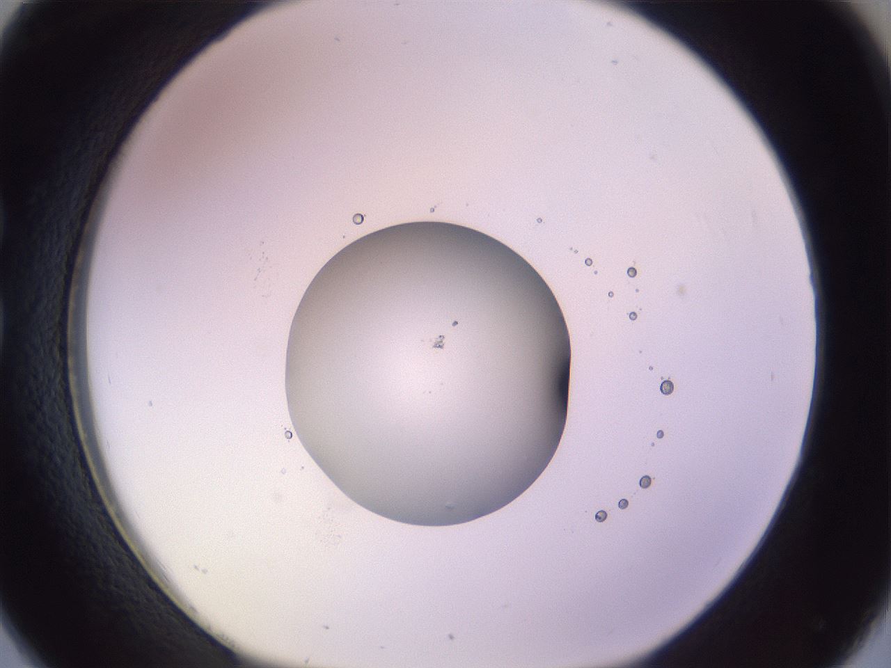 folderID793_plateID2793_batchID14939_wellNum26_profileID1_d1_r228794_ef.jpg