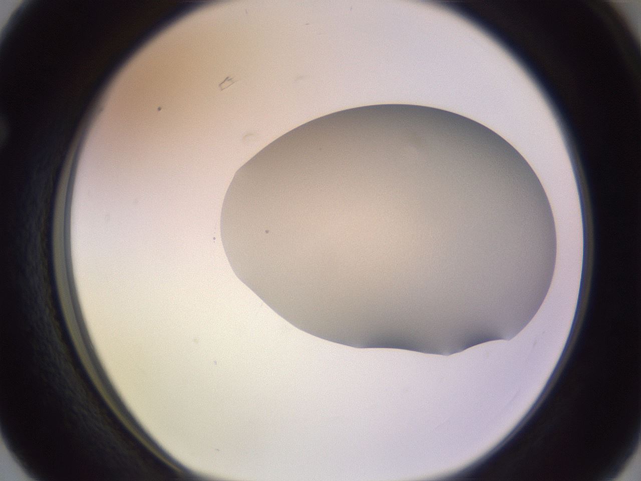 folderID796_plateID2796_batchID14925_wellNum63_profileID1_d1_r230404_ef.jpg