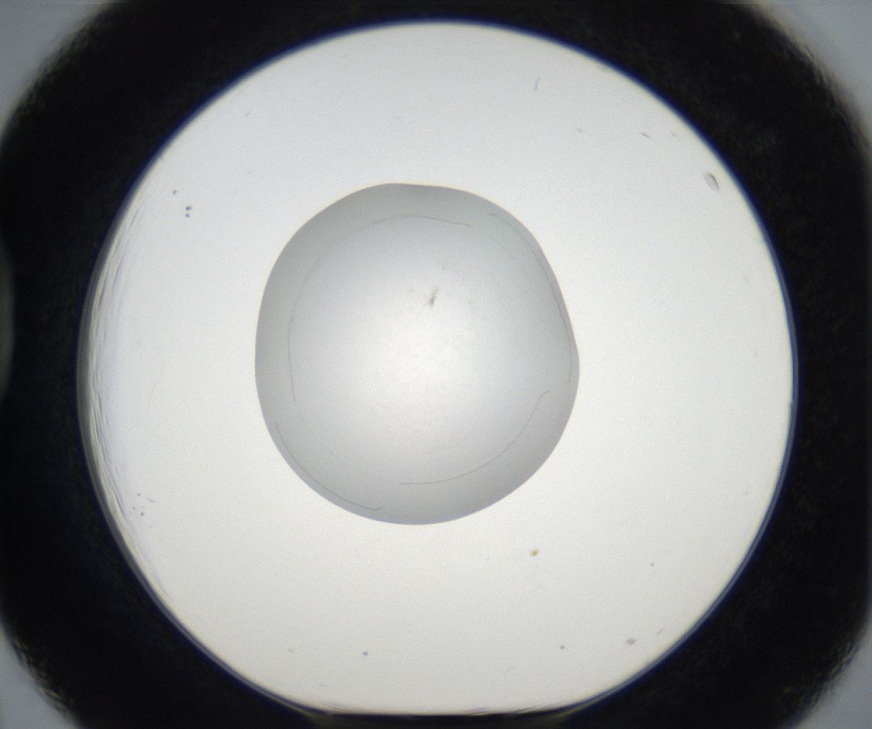 folderID79_plateID2079_batchID9507_wellNum39_profileID1_d1_r143306_ef.jpg