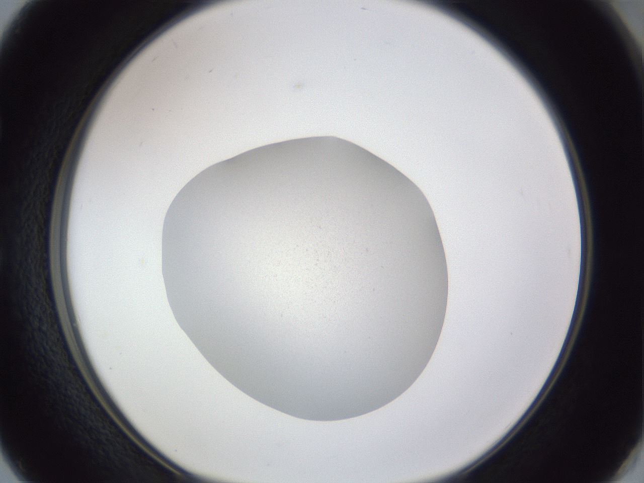 folderID842_plateID1842_batchID7890_wellNum50_profileID1_d1_r124992_ef.jpg