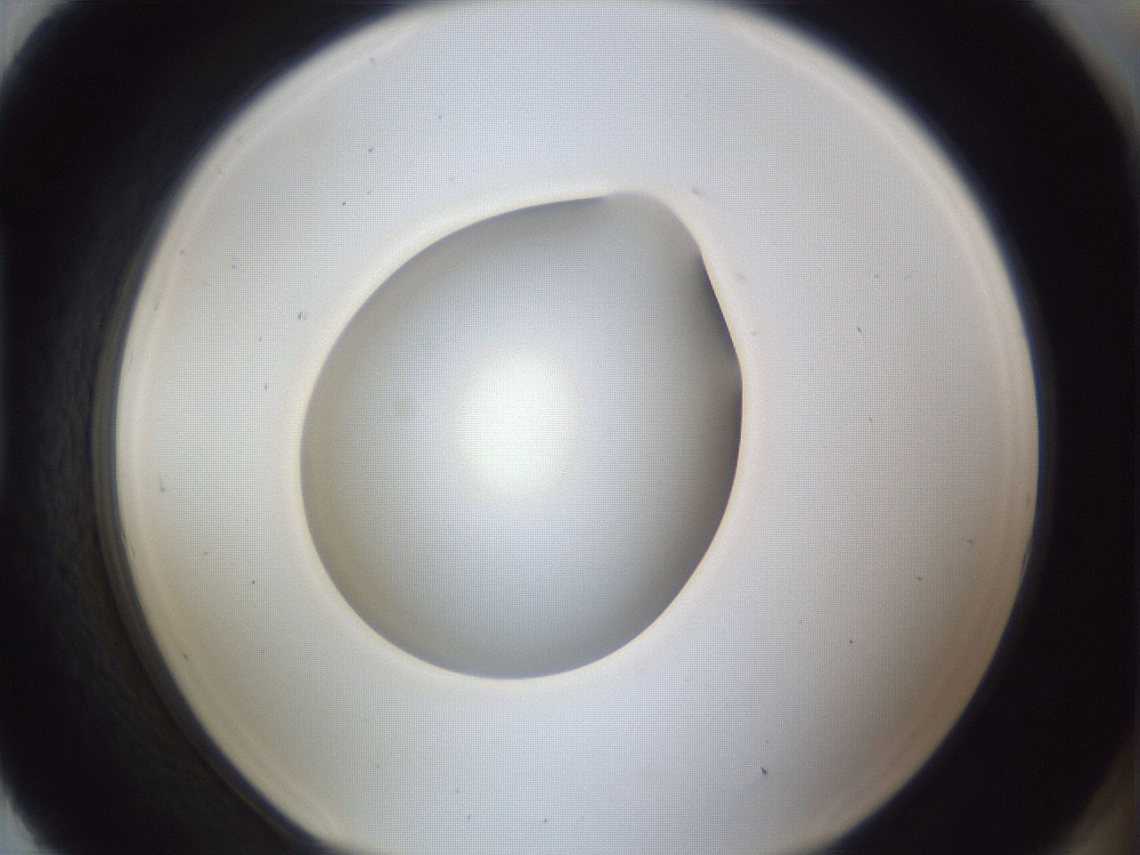 folderID845_plateID1845_batchID7910_wellNum93_profileID1_d1_r126230_ef.jpg