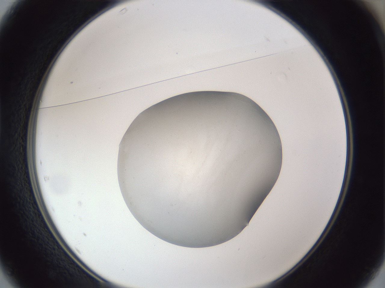 folderID847_plateID1847_batchID7911_wellNum37_profileID1_d1_r126310_ef.jpg