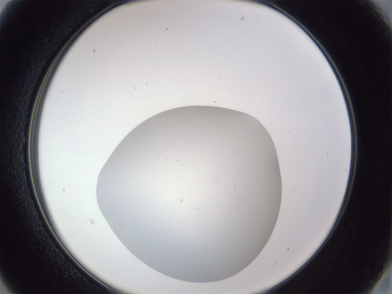 folderID848_plateID1848_batchID7905_wellNum13_profileID1_d2_r125495_ef.jpg