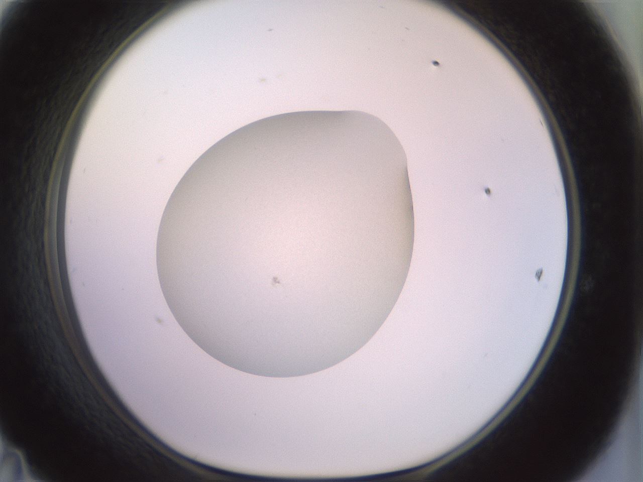 folderID853_plateID1853_batchID7900_wellNum47_profileID1_d1_r124410_ef.jpg