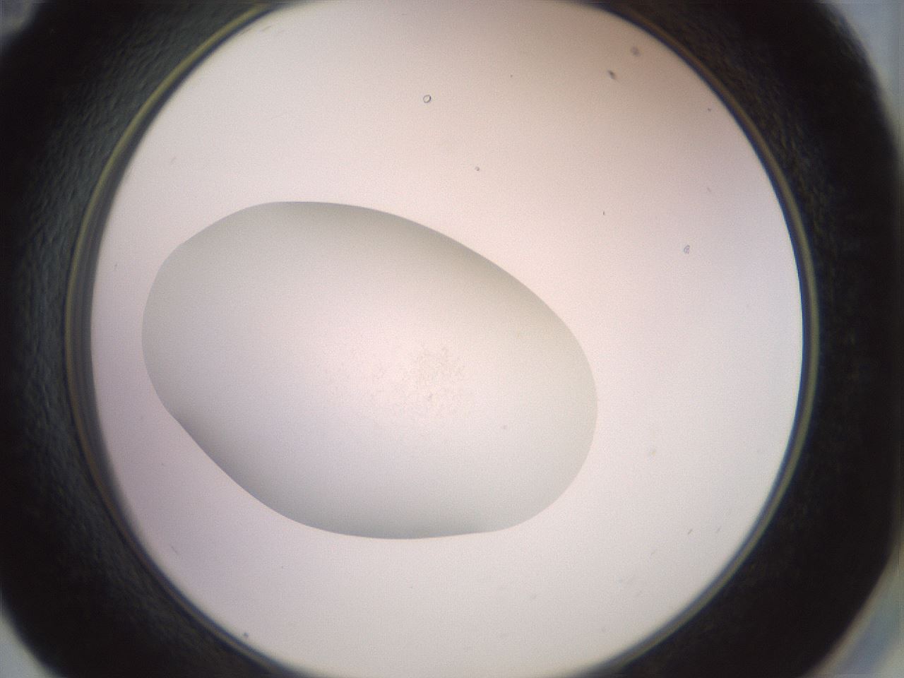 folderID853_plateID1853_batchID7900_wellNum59_profileID1_d2_r124435_ef.jpg