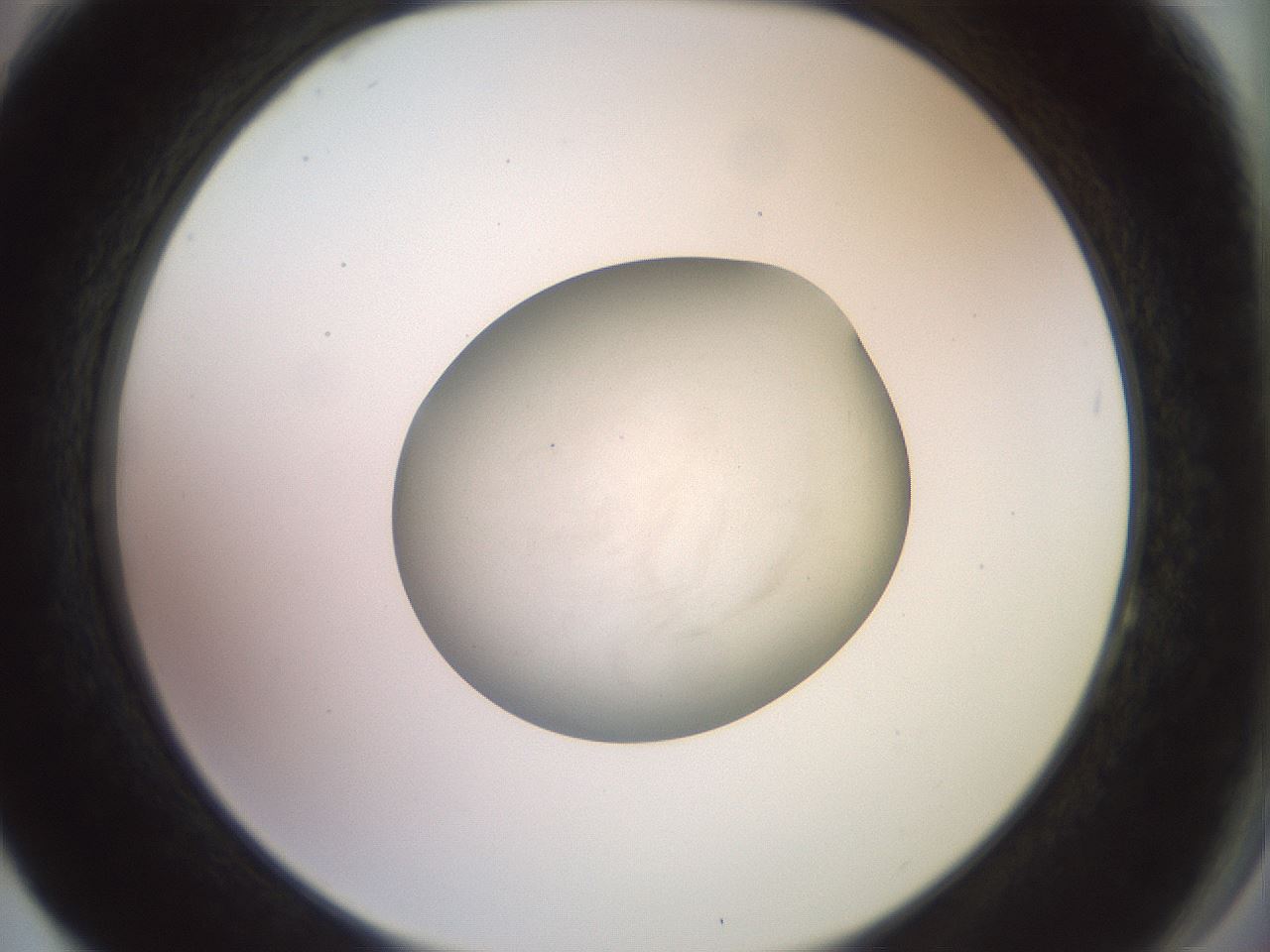 folderID853_plateID1853_batchID7900_wellNum64_profileID1_d2_r124445_ef.jpg