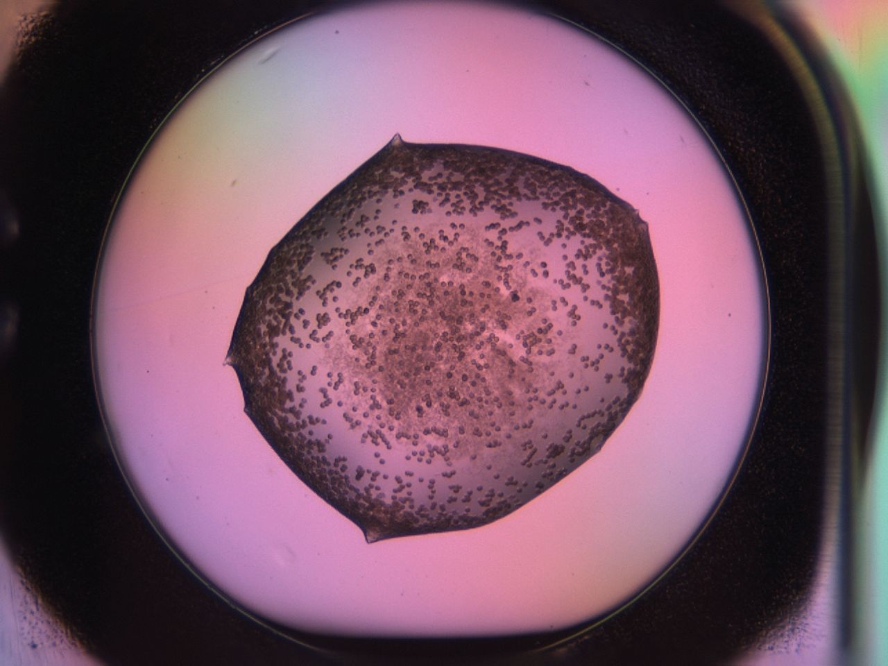 03qx_C1_ImagerDefaults_6.jpg