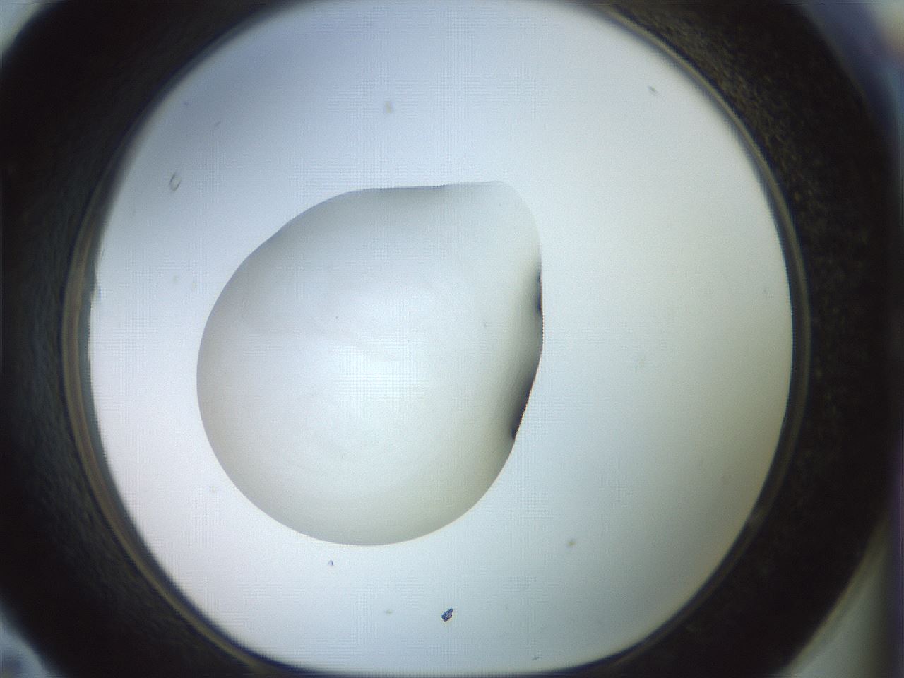 folderID855_plateID1855_batchID7906_wellNum95_profileID1_d1_r124698_ef.jpg