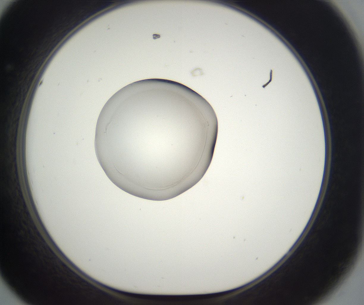folderID861_plateID2861_batchID15409_wellNum44_profileID1_d1_r235118_ef.jpg