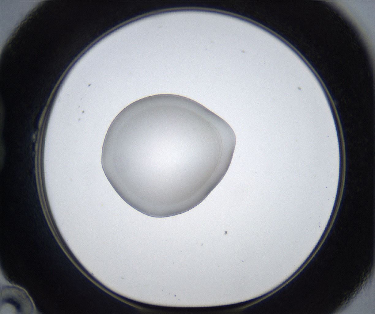 folderID862_plateID2862_batchID15411_wellNum22_profileID1_d1_r234114_ef.jpg