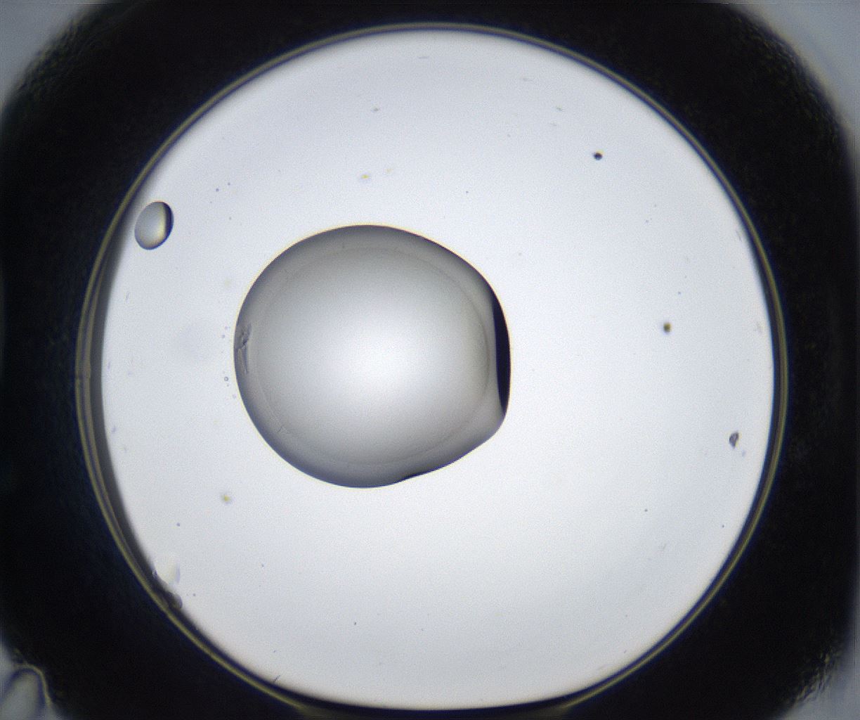 folderID862_plateID2862_batchID15411_wellNum47_profileID1_d1_r234164_ef.jpg