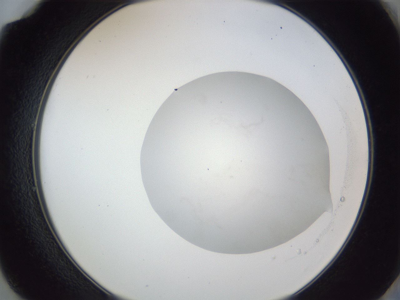 folderID87_plateID1087_batchID2451_wellNum49_profileID1_d2_r51350_ef.jpg