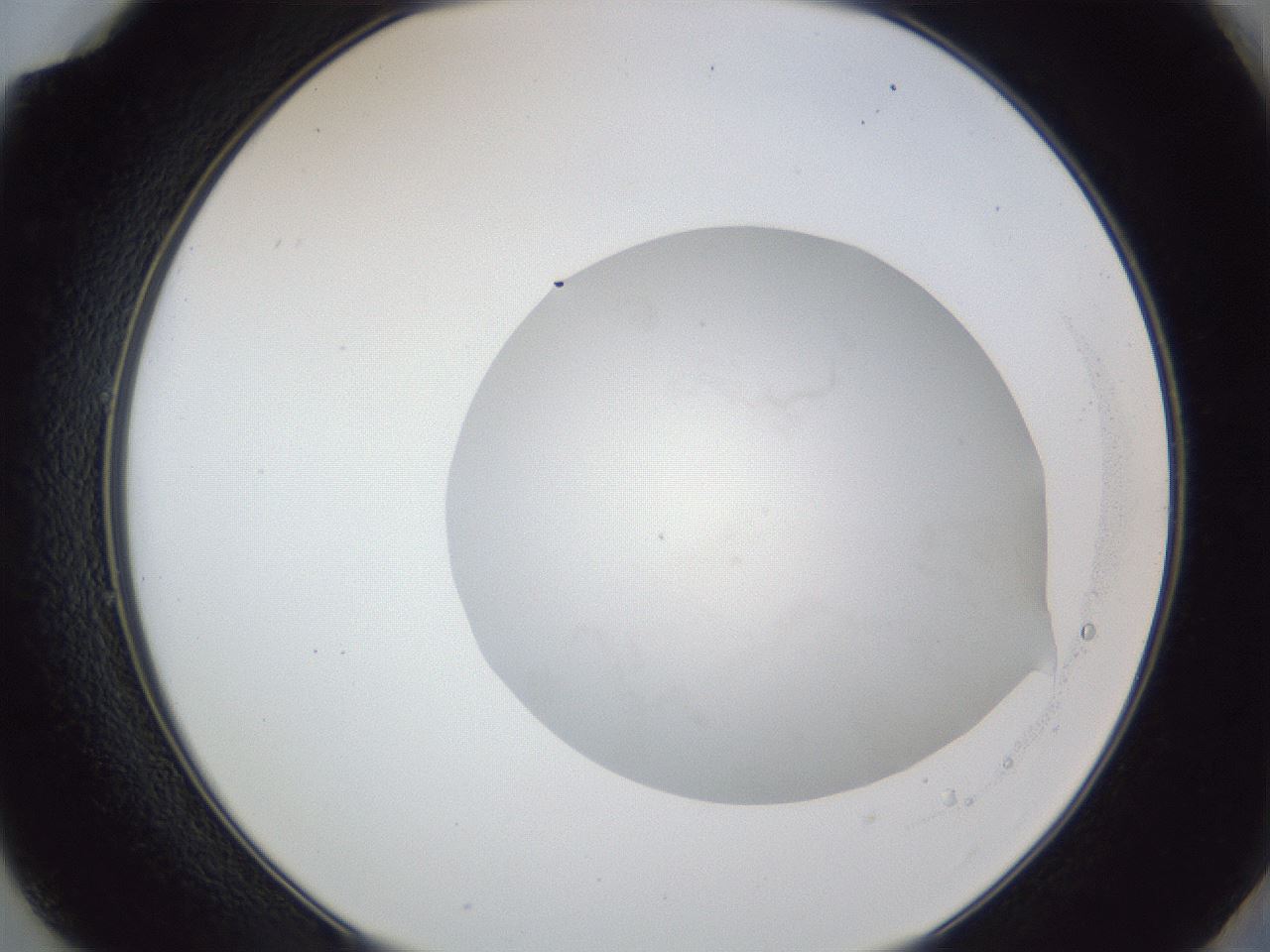 folderID87_plateID1087_batchID2503_wellNum49_profileID1_d2_r51350_ef.jpg