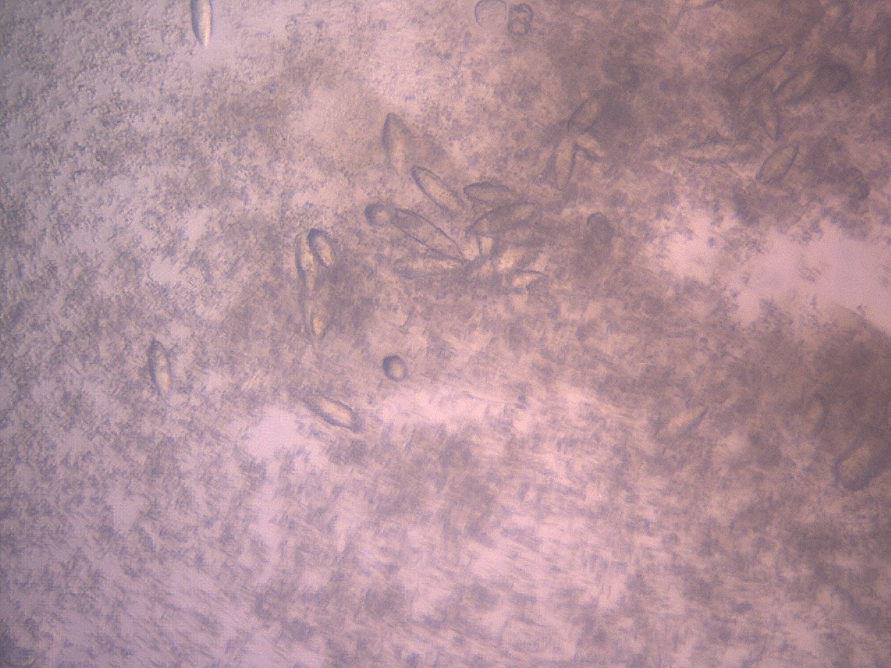 03yn_C9_ImagerDefaults_9.jpg
