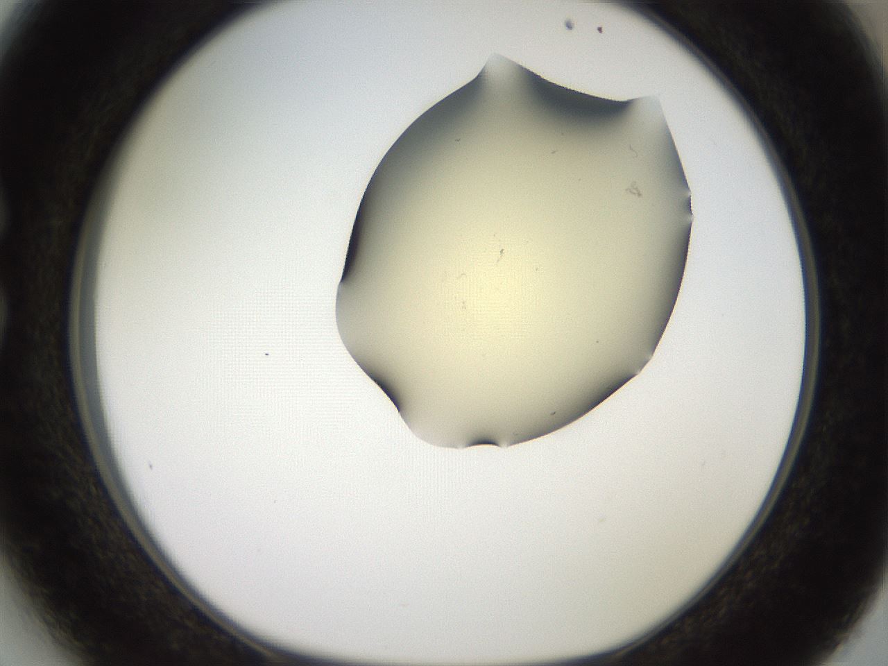 folderID905_plateID1905_batchID8138_wellNum27_profileID1_d1_r127213_ef.jpg