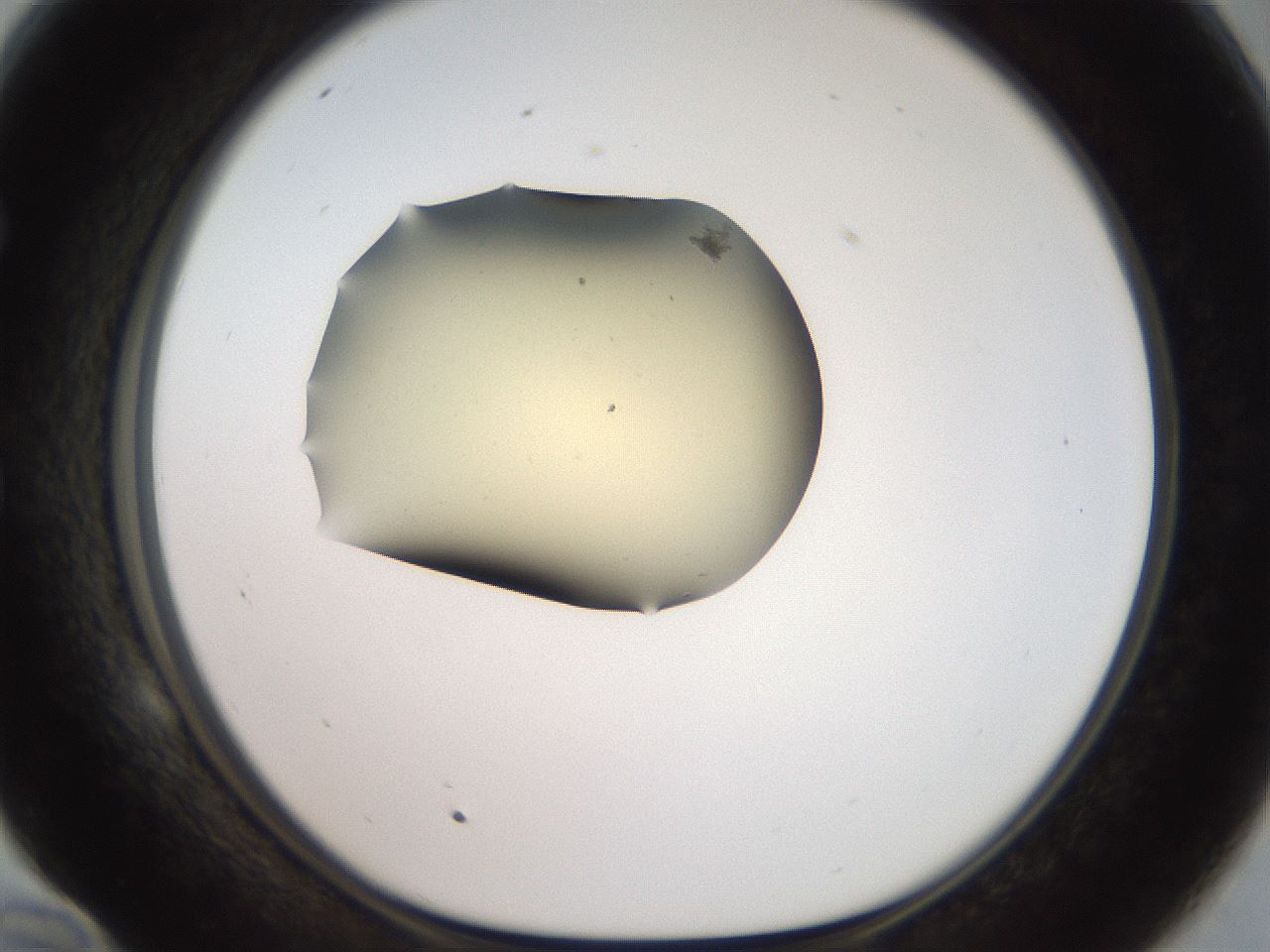 folderID905_plateID1905_batchID8138_wellNum58_profileID1_d1_r127244_ef.jpg