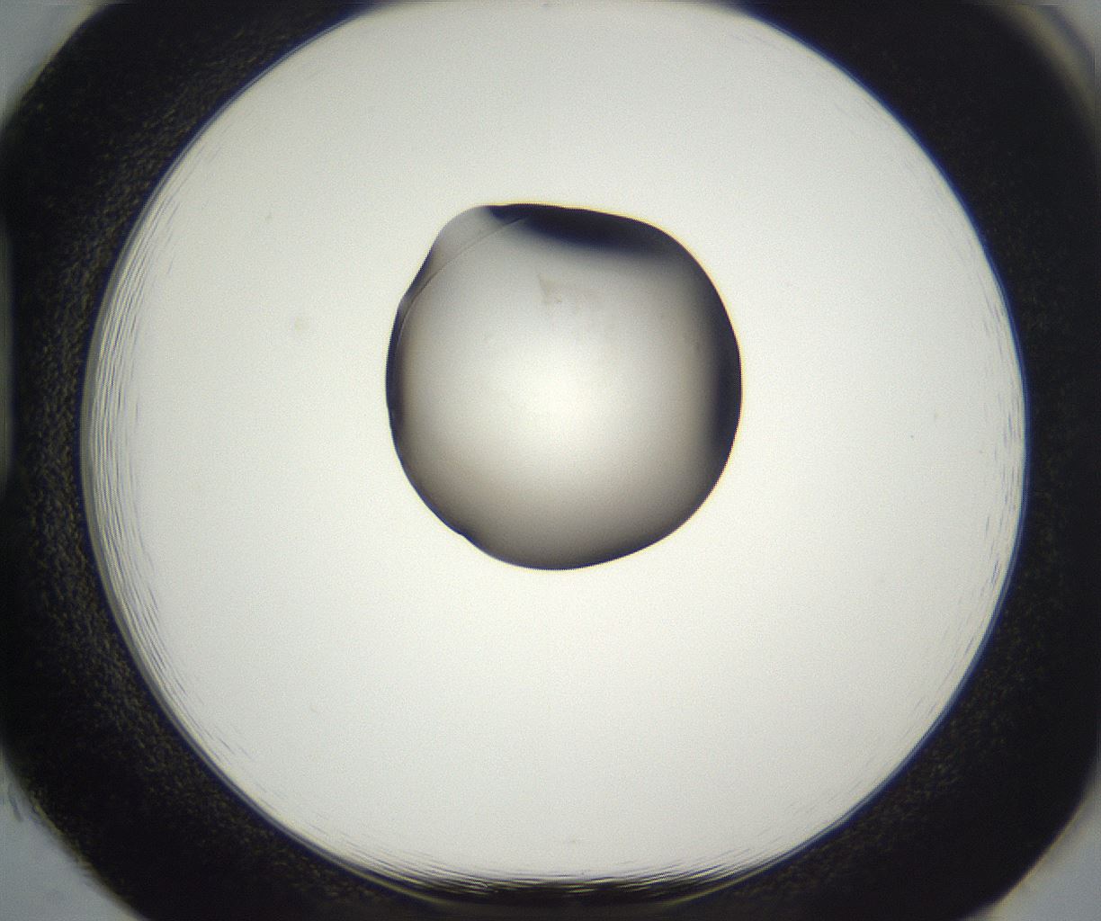 folderID914_plateID2914_batchID15764_wellNum85_profileID1_d1_r240676_ef.jpg