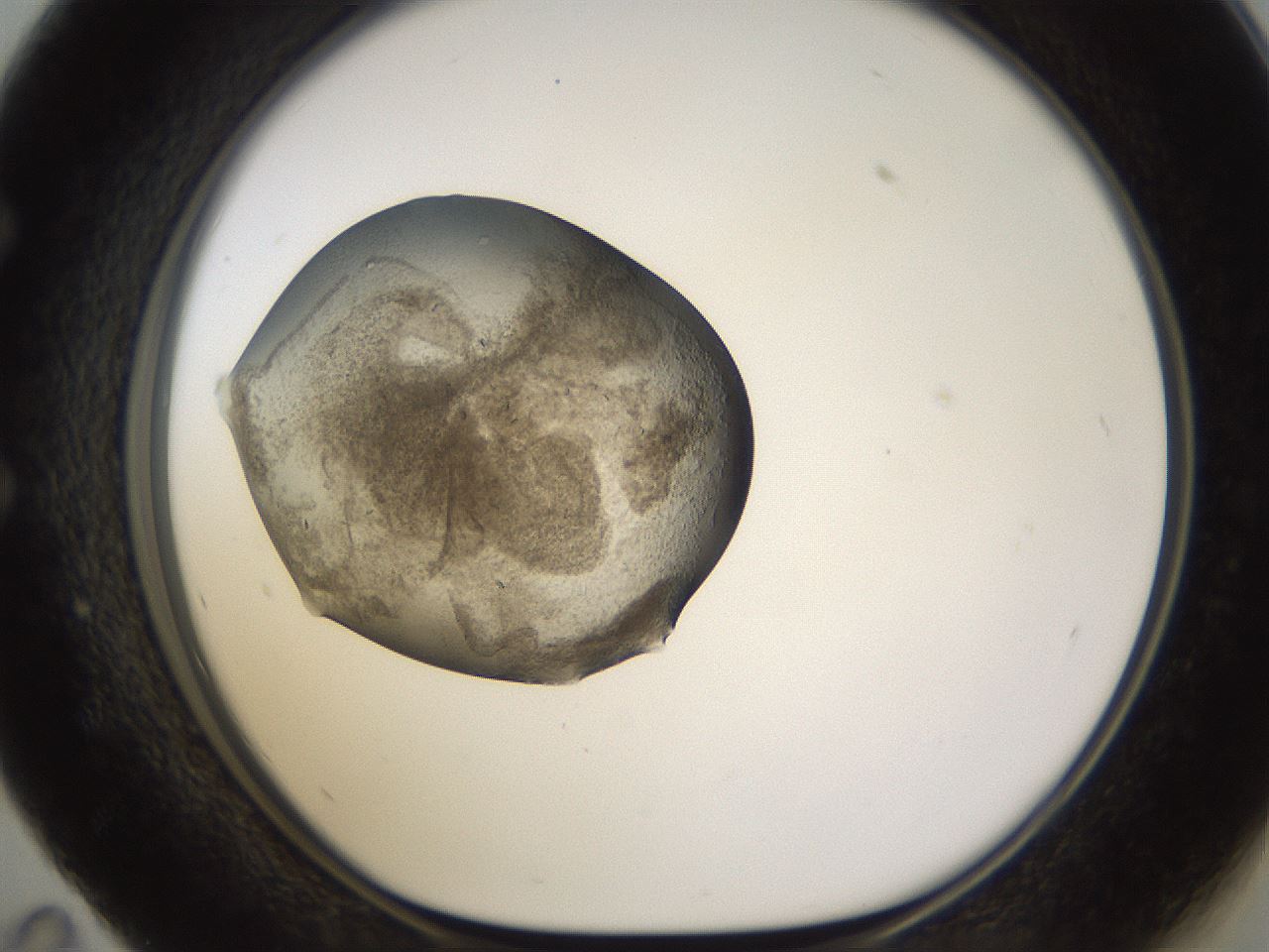 folderID634_plateID2634_batchID13212_wellNum59_profileID1_d1_r209502_ef.jpg