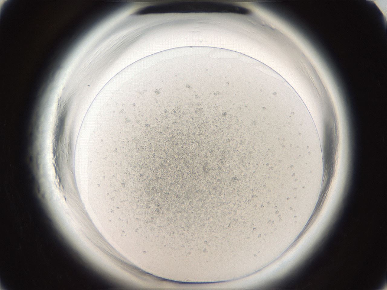 folderID665_plateID1665_batchID6989_wellNum6_profileID1_d1_r110730_ef.jpg