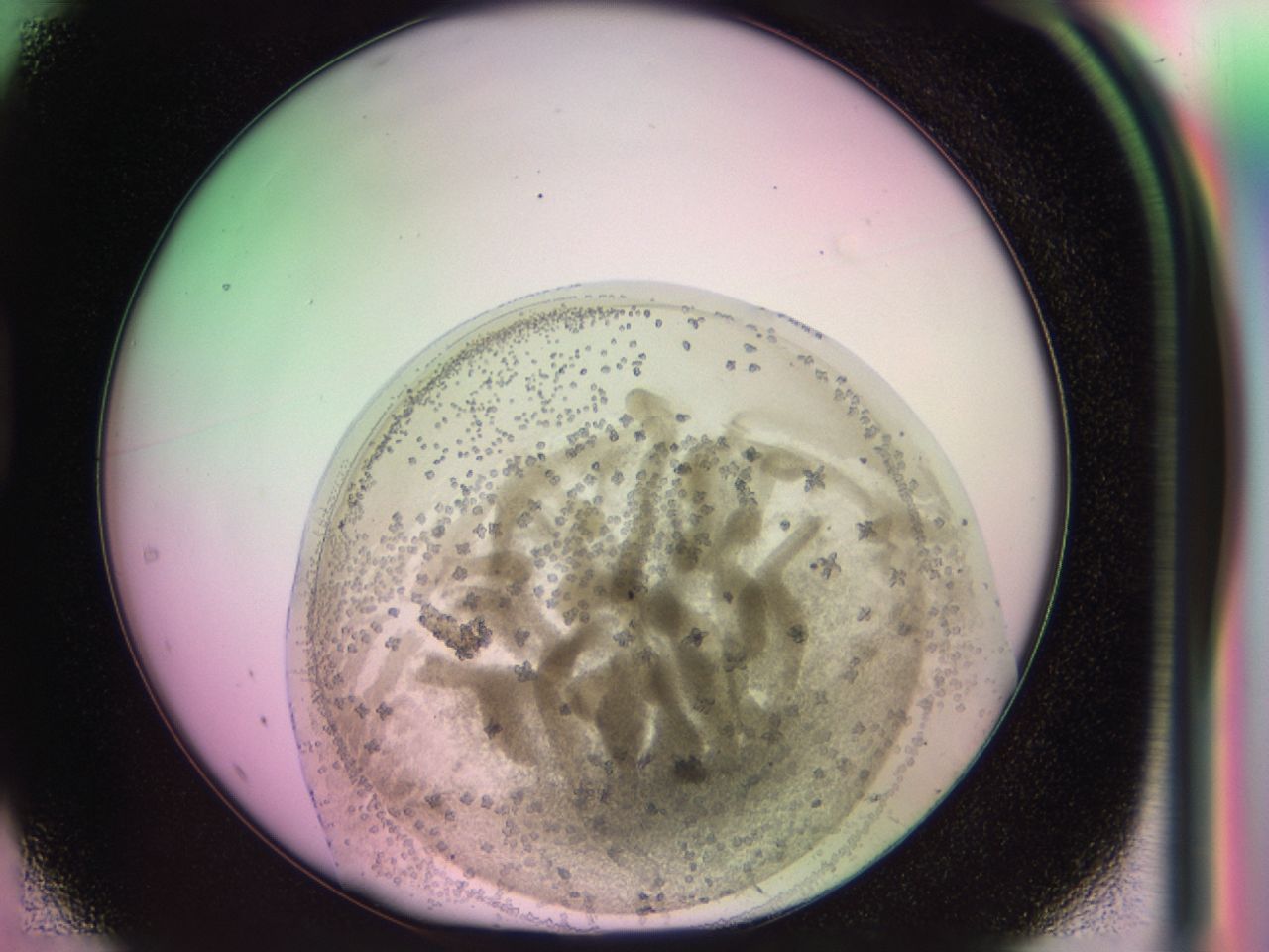 03zr_D1_ImagerDefaults_6.jpg
