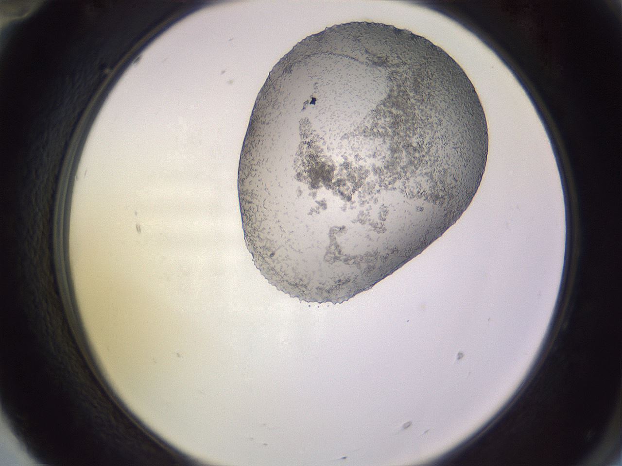 folderID686_plateID2686_batchID13901_wellNum70_profileID1_d2_r219058_ef.jpg