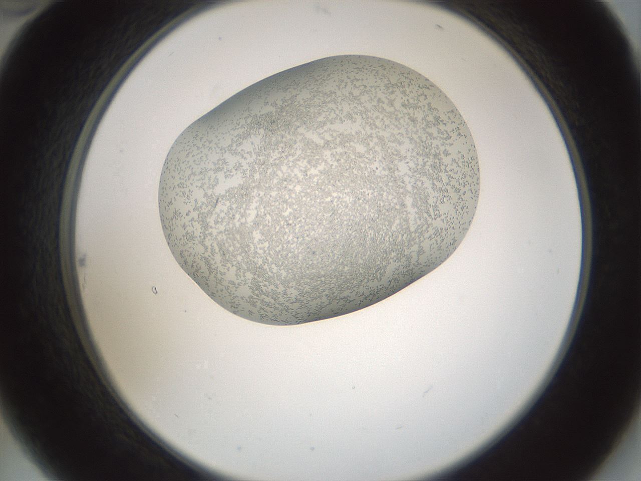 folderID689_plateID2689_batchID13953_wellNum22_profileID1_d2_r217618_ef.jpg