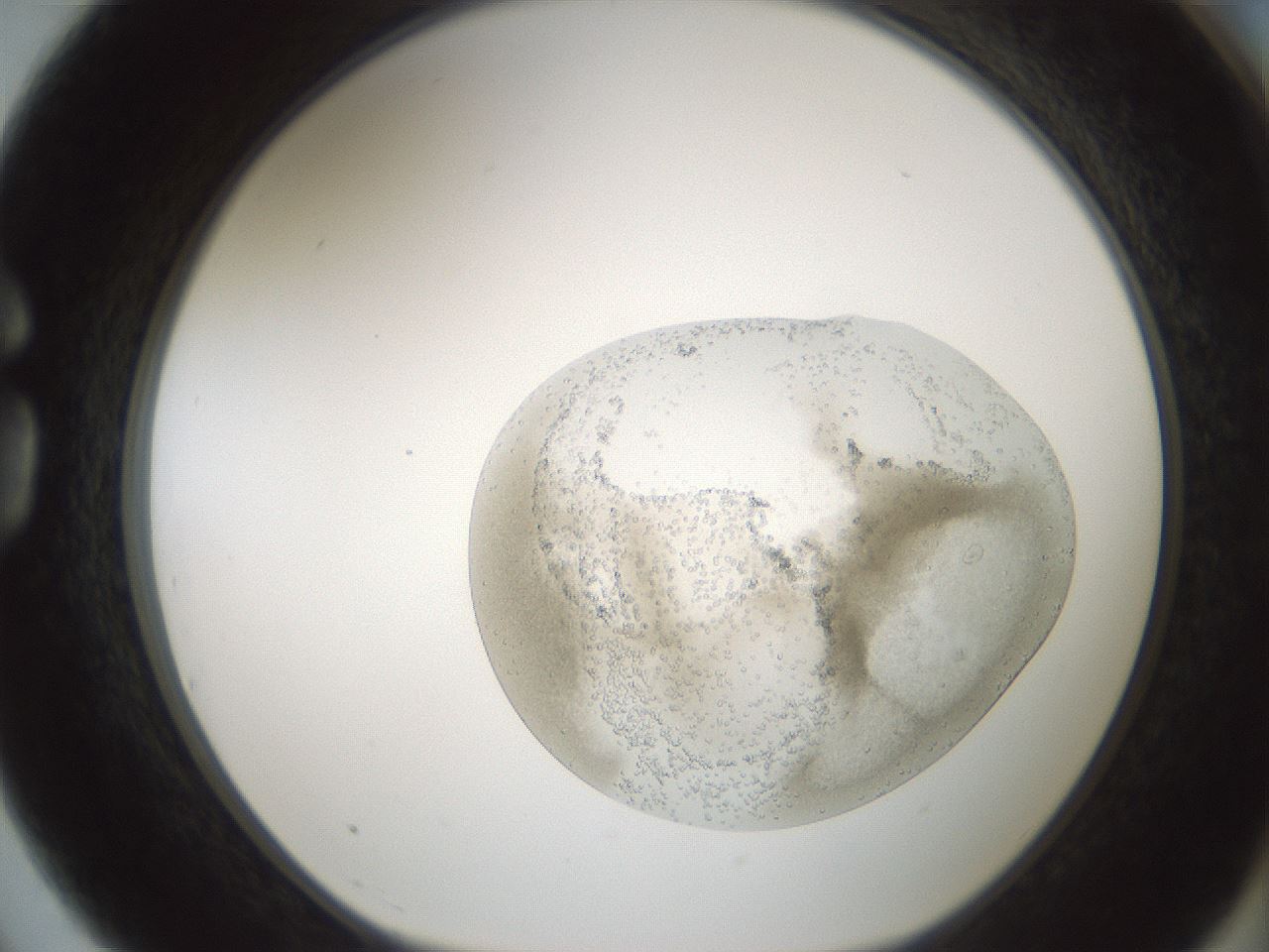 folderID691_plateID2691_batchID13914_wellNum75_profileID1_d1_r219259_ef.jpg