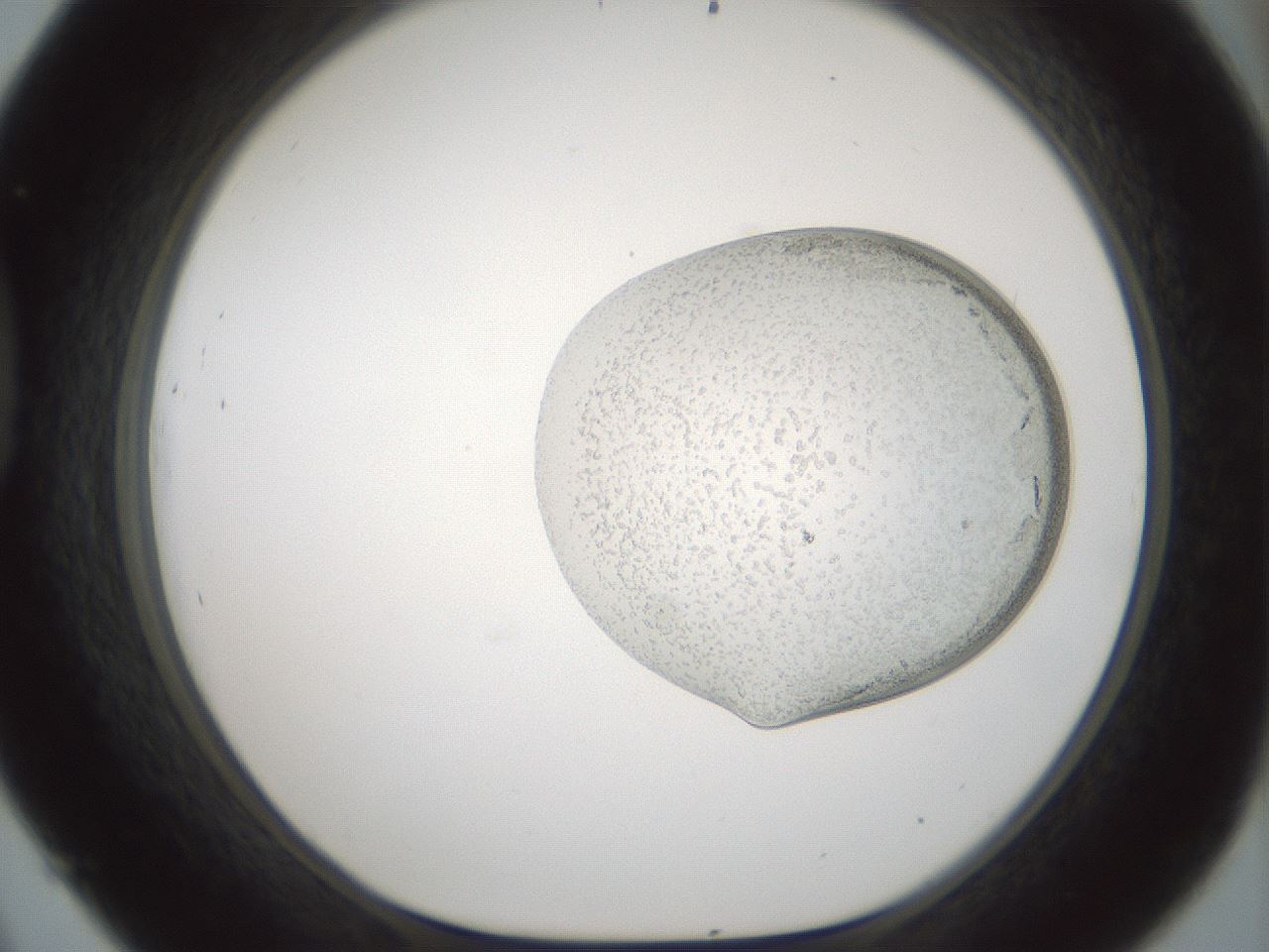 folderID691_plateID2691_batchID13914_wellNum45_profileID1_d1_r219199_ef.jpg