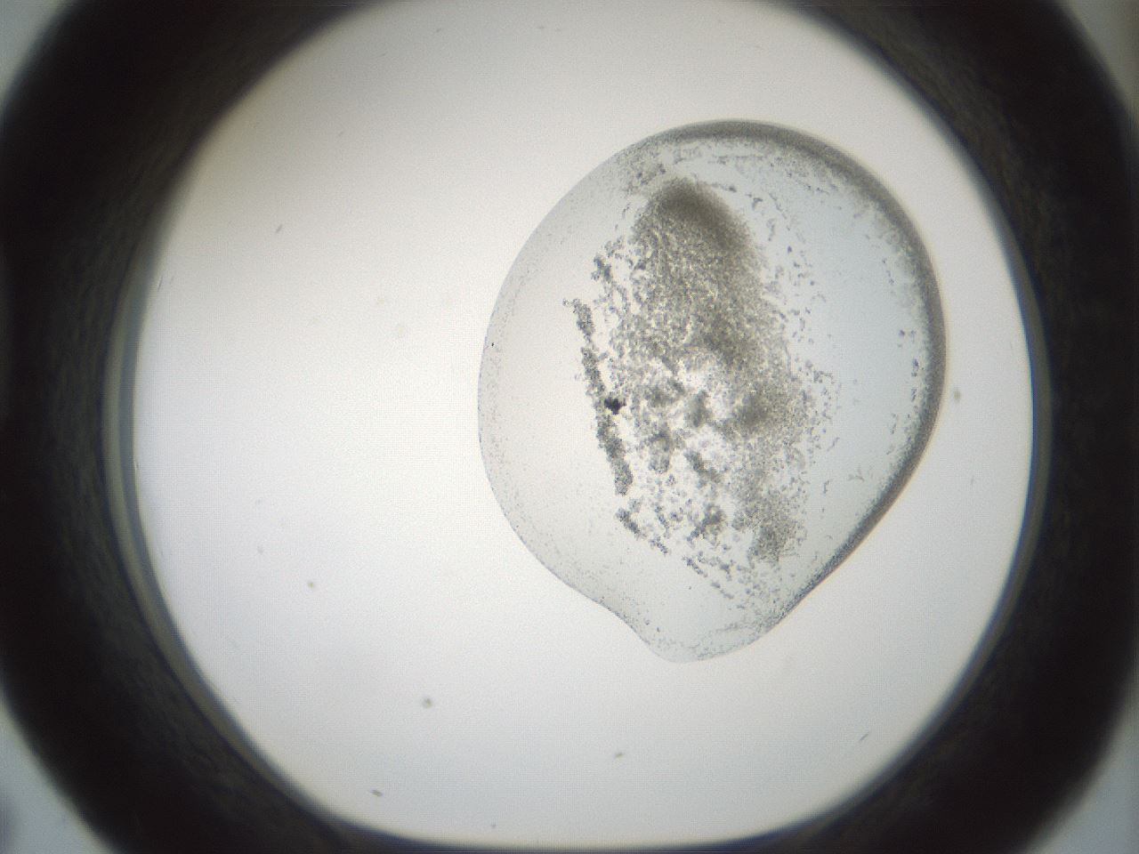 folderID691_plateID2691_batchID13999_wellNum43_profileID1_d1_r219195_ef.jpg
