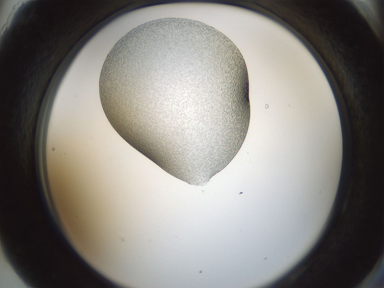 folderID692_plateID2692_batchID13915_wellNum90_profileID1_d2_r219674_ef.jpg
