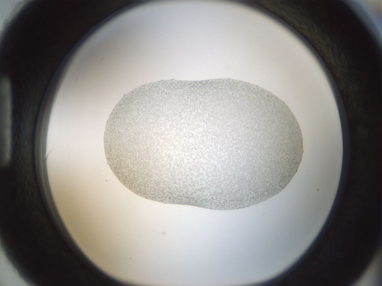 folderID692_plateID2692_batchID13915_wellNum90_profileID1_d1_r219673_ef.jpg