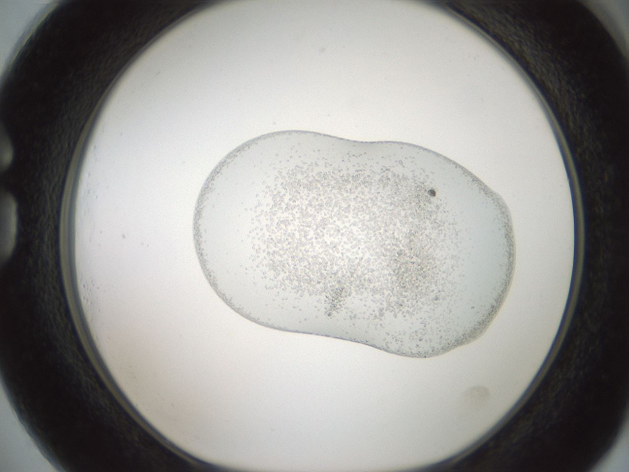 folderID721_plateID2721_batchID14245_wellNum73_profileID1_d1_r223963_ef.jpg
