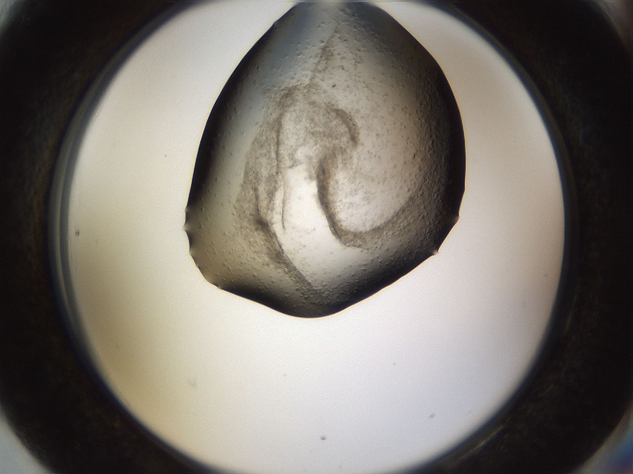 folderID759_plateID1759_batchID7388_wellNum90_profileID1_d2_r117125_ef.jpg