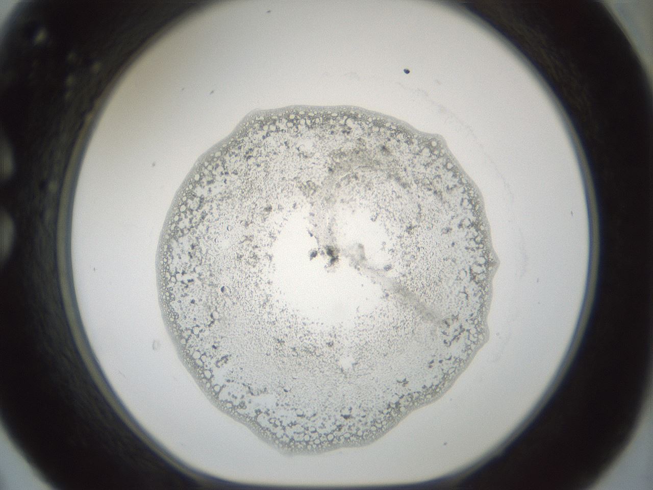 folderID797_plateID2797_batchID14923_wellNum30_profileID1_d1_r230146_ef.jpg