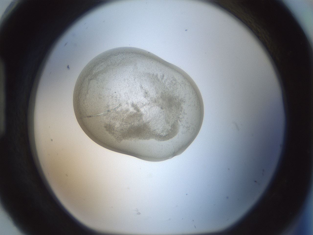 folderID797_plateID2797_batchID14923_wellNum92_profileID1_d1_r230270_ef.jpg