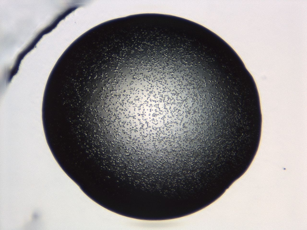 043s_B10_ImagerDefaults_8.jpg