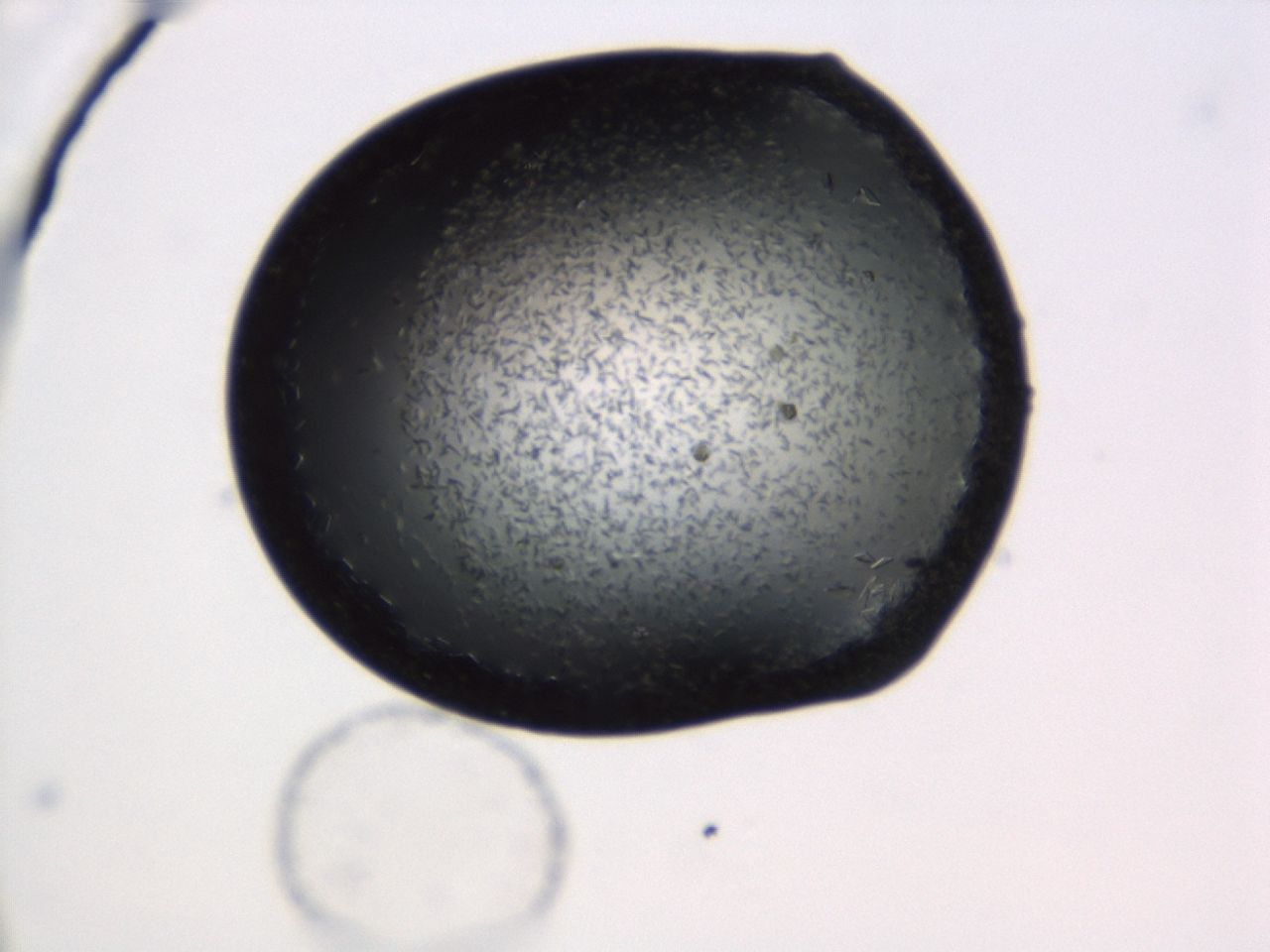 043s_D6_ImagerDefaults_8.jpg