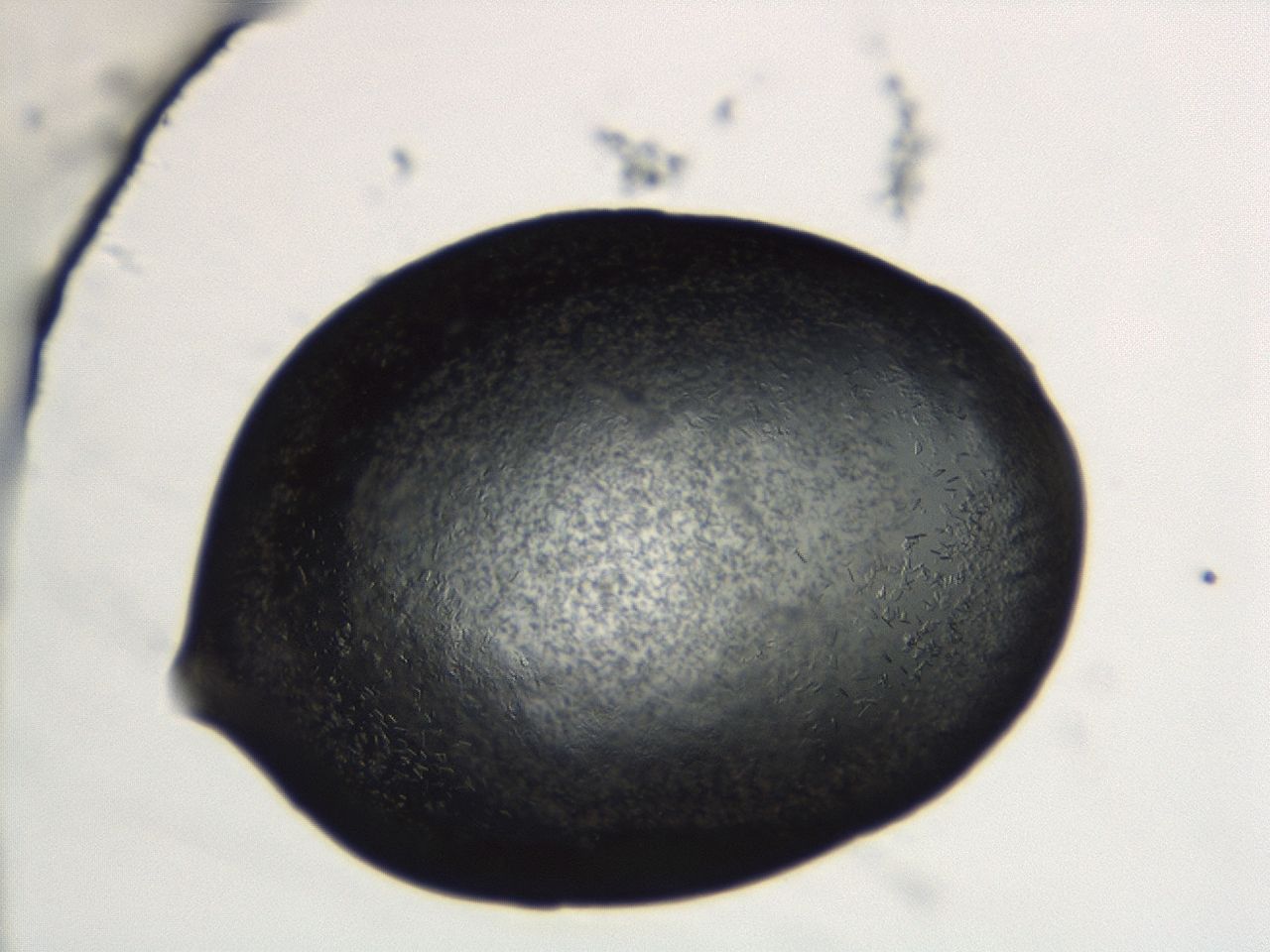 043s_E4_ImagerDefaults_7.jpg