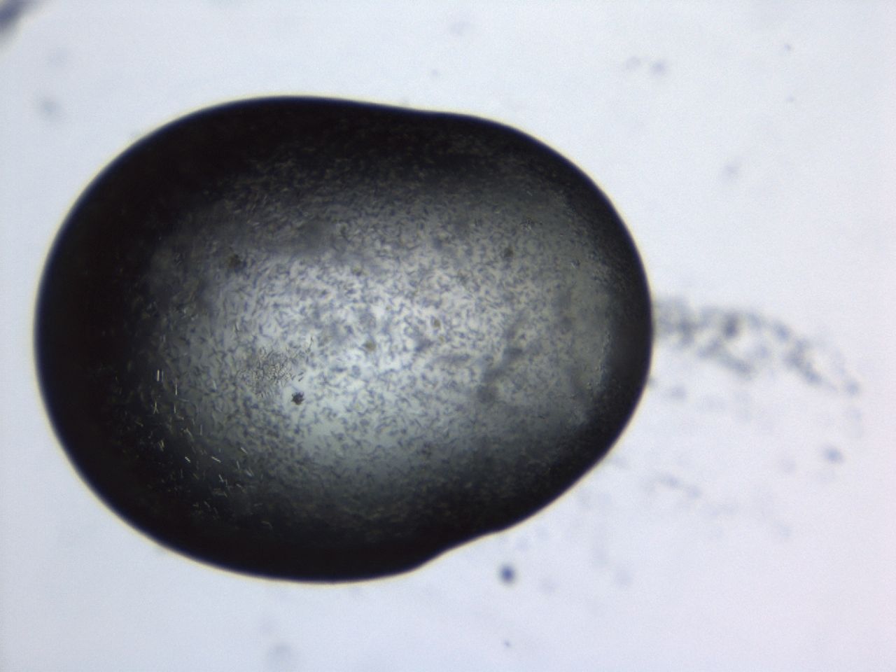 043s_E6_ImagerDefaults_8.jpg