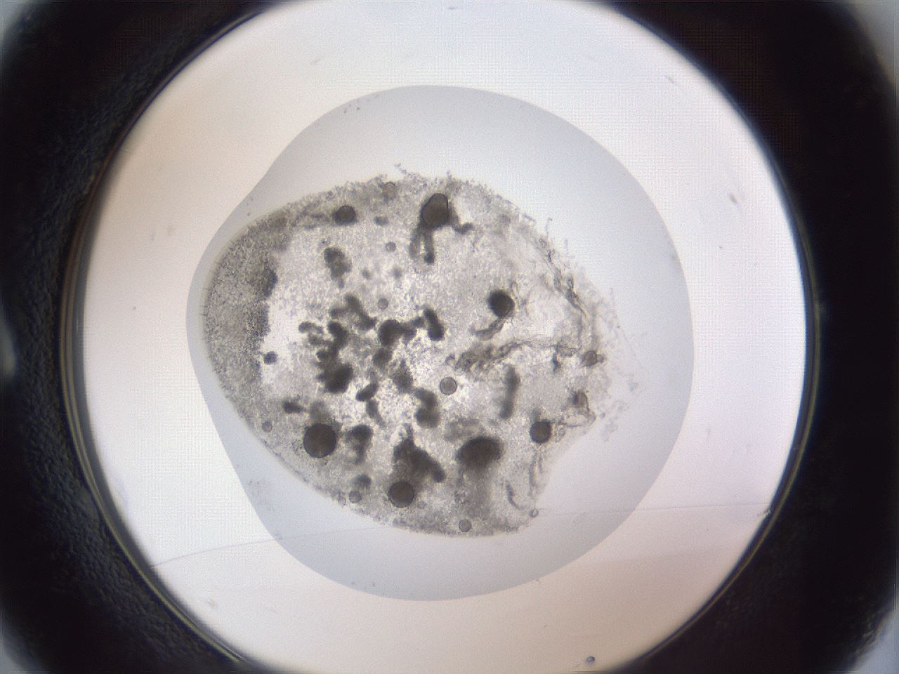 folderID86_plateID1086_batchID2448_wellNum1_profileID1_d1_r51061_ef.jpg