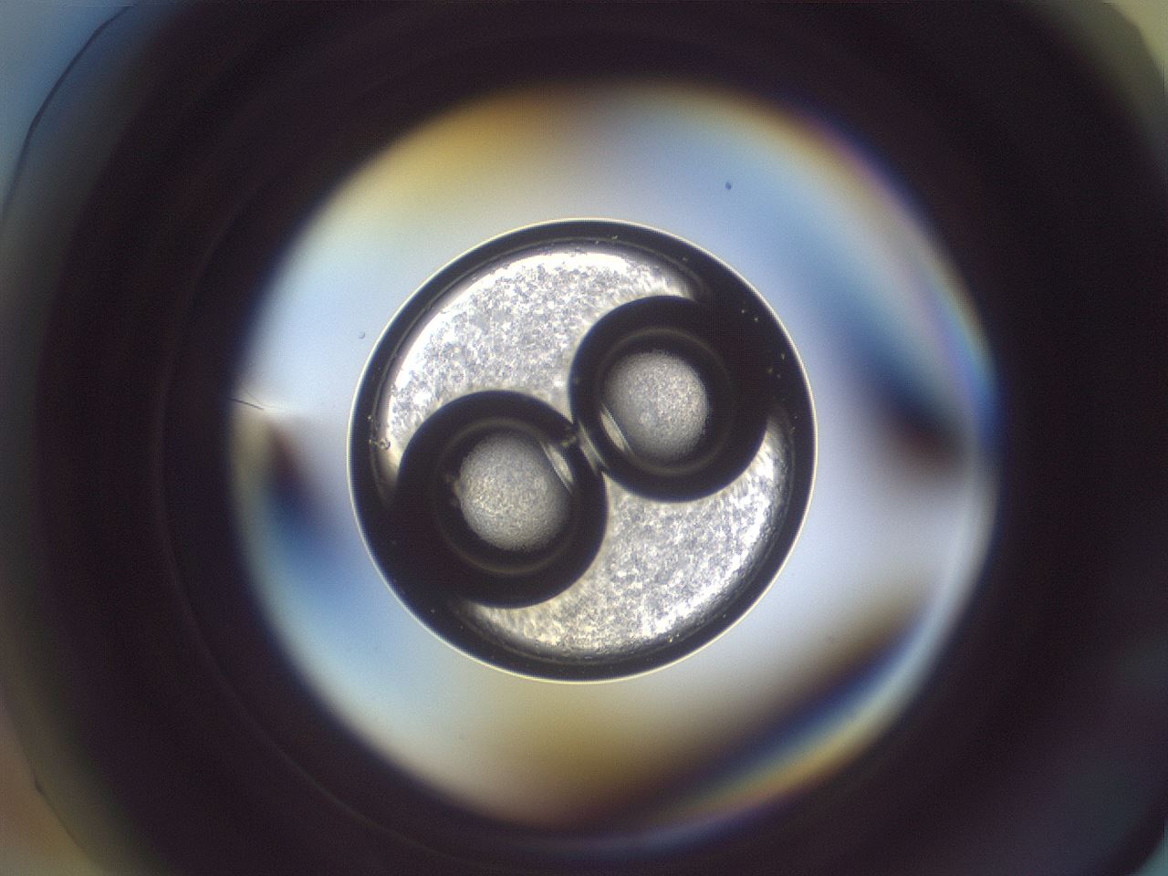 folderID883_plateID1883_batchID7955_wellNum1_profileID1_d1_r126734_ef.jpg