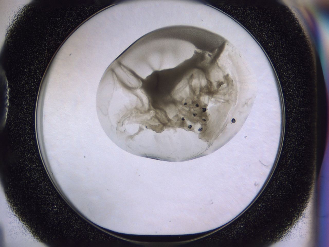 0454_D4_ImagerDefaults_7.jpg